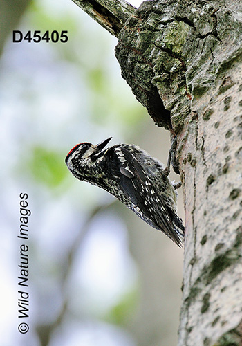 Yellow-bellied Sapsucker (Sphyrapicus varius)